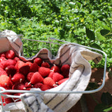 Strawberries Beeswax Candles