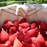 Strawberries Beeswax Candles