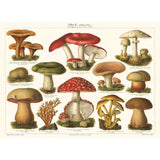 Redcap Mushroom Assortment Postcard