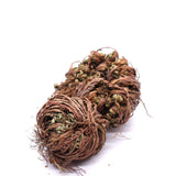 Rose of Jericho