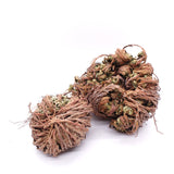Rose of Jericho