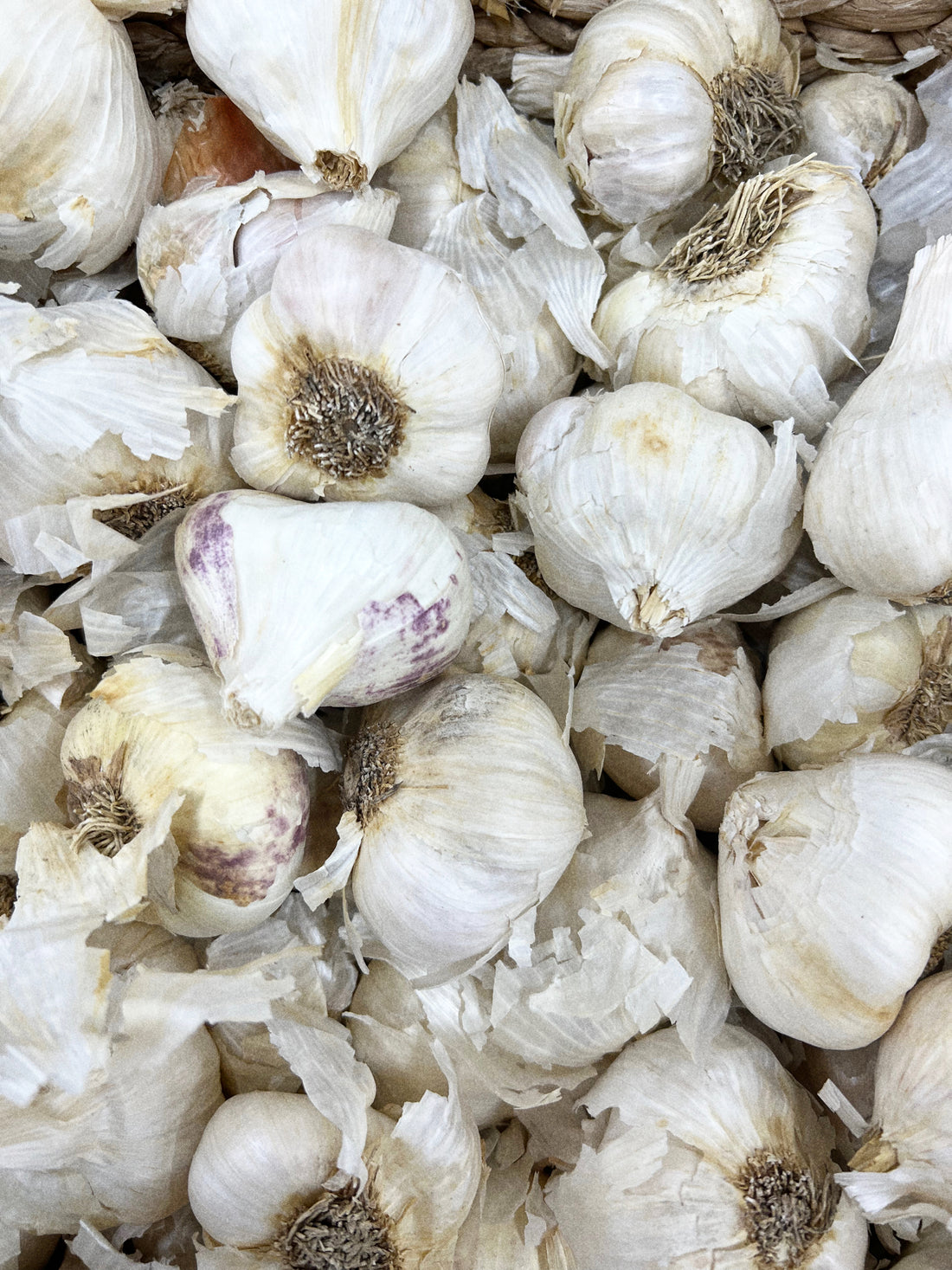 Garlic in Jewish Magic