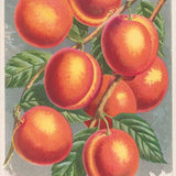 Burbank Peaches Postcard