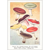 Various Mushrooms Postcard