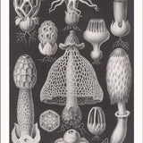 Basimycetes. Schwammpilze Postcard