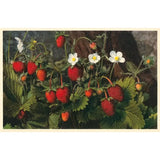 Strawberries Postcard