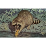 Raccoon Washing Corn Postcard