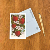 Strawberry Blossoms Postcard