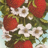 Strawberry Blossoms Postcard