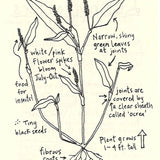 Urban Field Guide