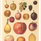 Postcard Familiar Fruits