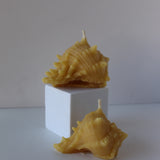 Seashell Beeswax Candle