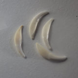 Fox Tooth