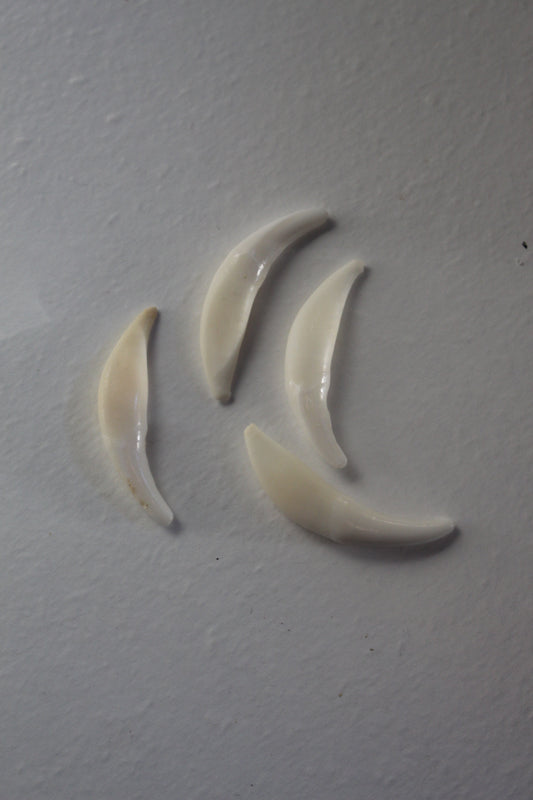Fox Tooth