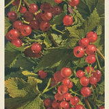Red Currants Postcard