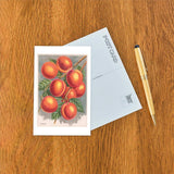 Burbank Peaches Postcard
