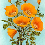 Postcard California Poppies