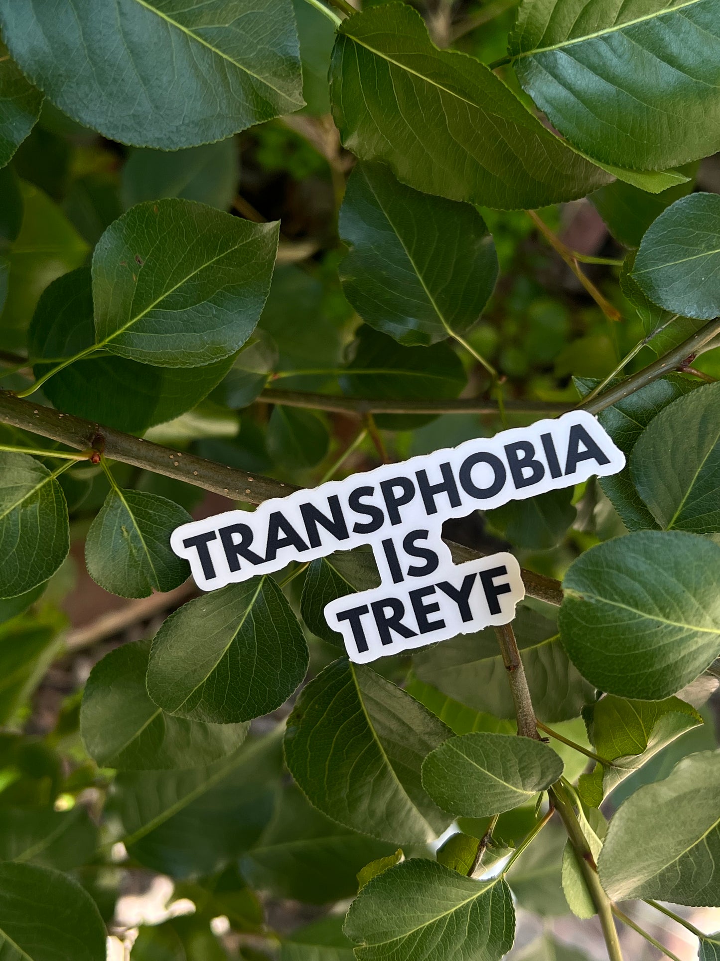 Transphobia is Treyf Pride Sticker